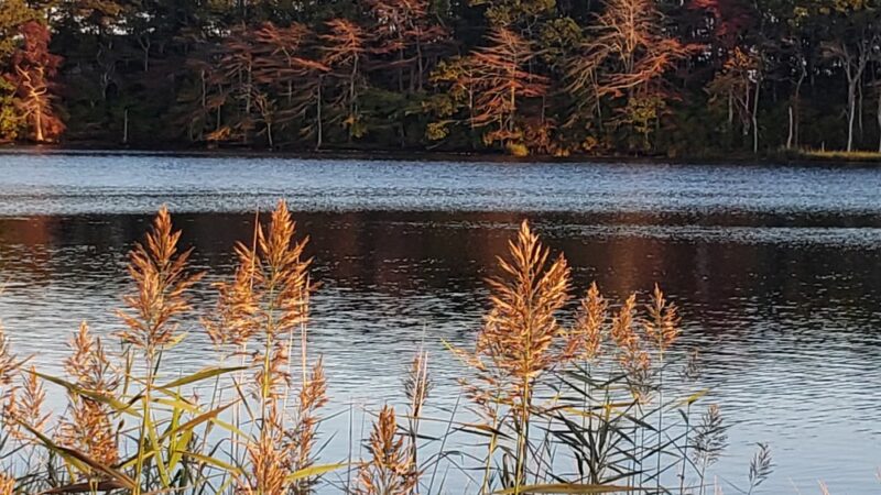 Swan Pond Boardwalk - West Yarmouth, MA
