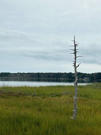 Swan Pond Boardwalk - West Yarmouth, MA