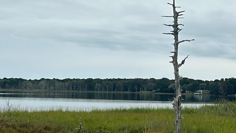 Swan Pond Boardwalk - West Yarmouth, MA