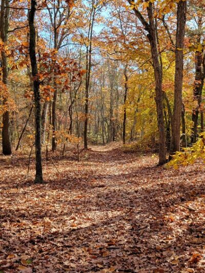 Rancocas State Park - Westampton Township, NJ