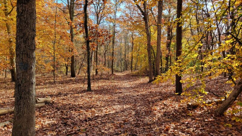 Rancocas State Park - Westampton Township, NJ