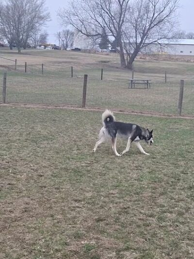 Syverson Park - Dog Park - Westby, WI