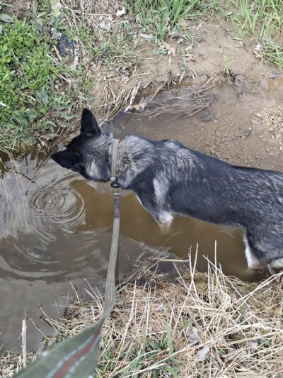 Syverson Park - Dog Park - Westby, WI