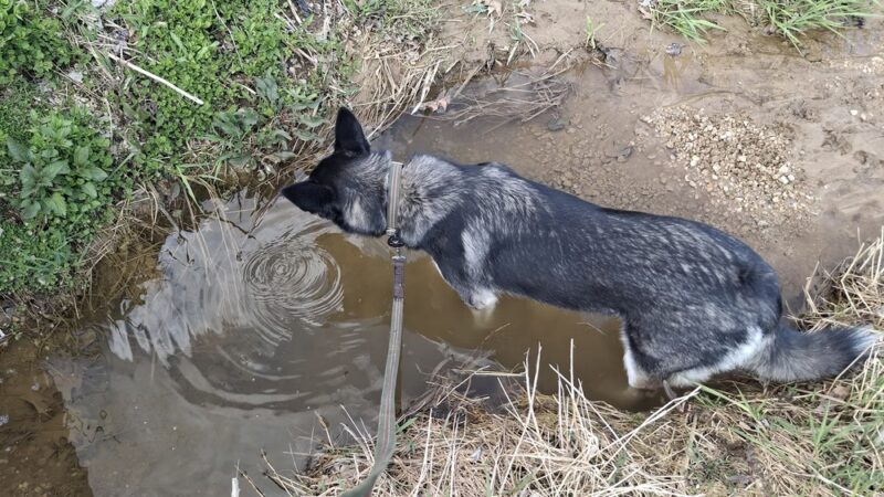 Syverson Park - Dog Park - Westby, WI