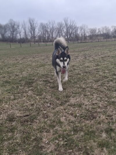 Syverson Park - Dog Park - Westby, WI