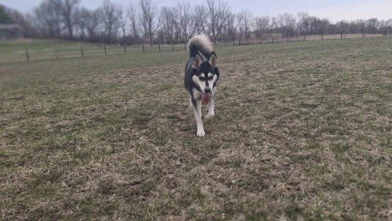Syverson Park - Dog Park - Westby, WI