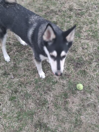 Syverson Park - Dog Park - Westby, WI