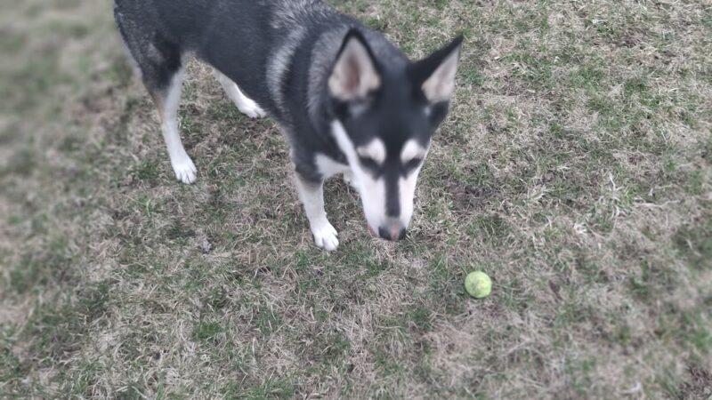 Syverson Park - Dog Park - Westby, WI
