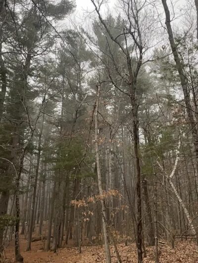 Grassy Pond - Westford, MA
