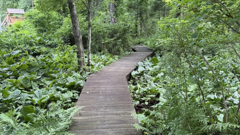 Mystery Spring - Westford, MA