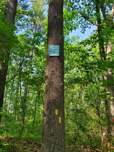 Mystery Spring - Westford, MA