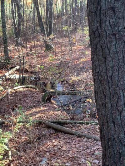 Nashoba Brook Watershed Trails - Westford, MA