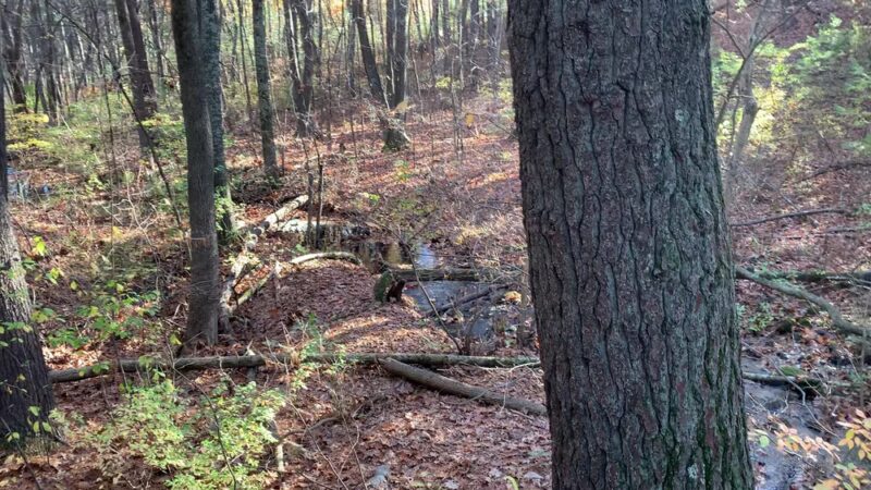 Nashoba Brook Watershed Trails - Westford, MA
