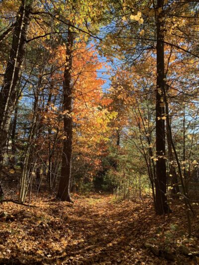 Nashoba Brook Watershed Trails - Westford, MA