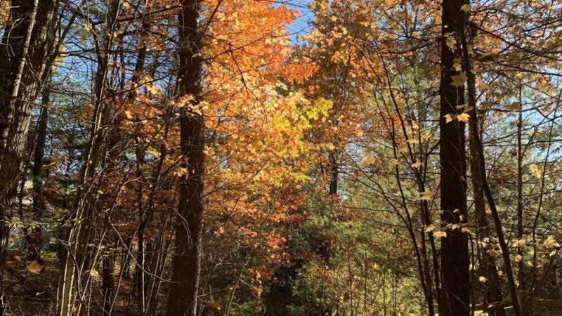 Nashoba Brook Watershed Trails - Westford, MA