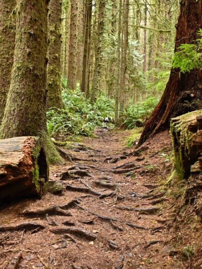 Siltcoos Lake Trailhead #1333 - Westlake, OR