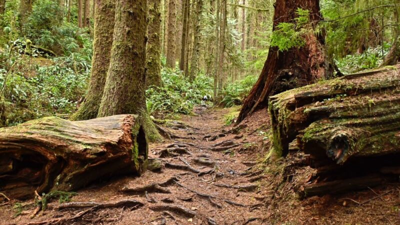 Siltcoos Lake Trailhead #1333 - Westlake, OR