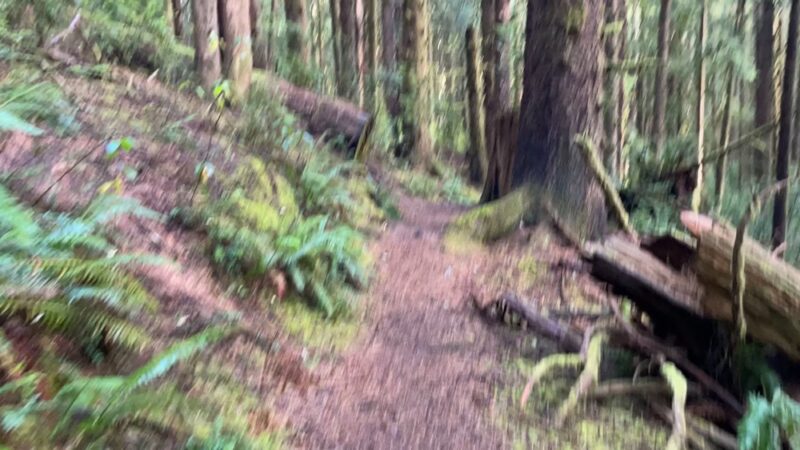 Siltcoos Lake Trailhead #1333 - Westlake, OR