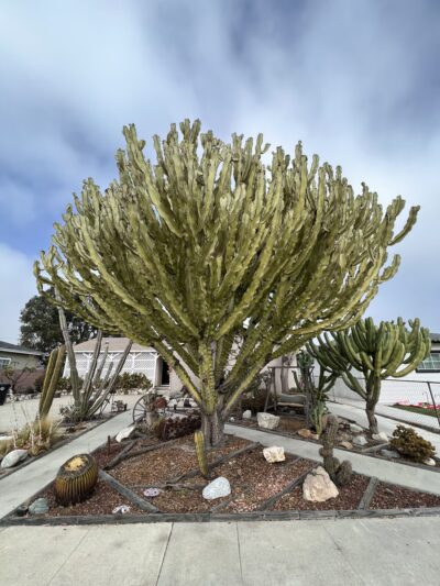 Bolsa Chica Park - Westminster, CA