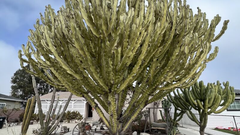 Bolsa Chica Park - Westminster, CA