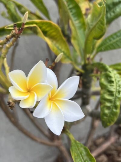 Bolsa Chica Park - Westminster, CA