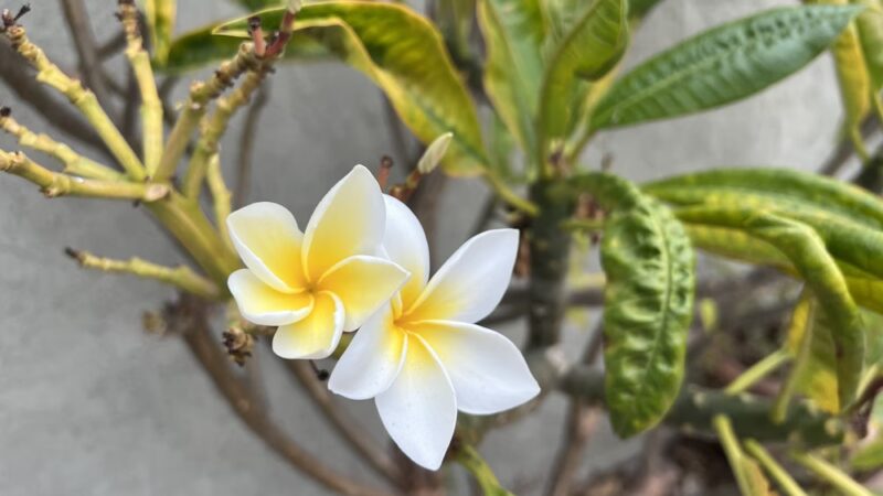 Bolsa Chica Park - Westminster, CA