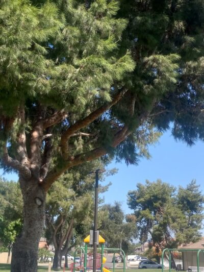 Bowling Green Park - Westminster, CA