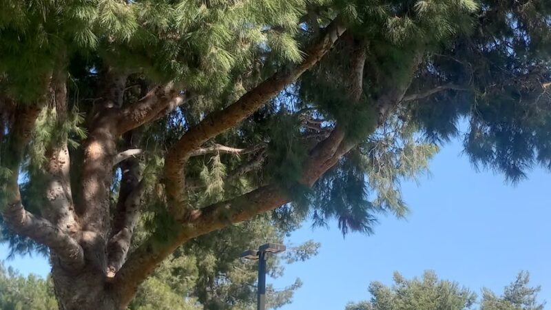 Bowling Green Park - Westminster, CA