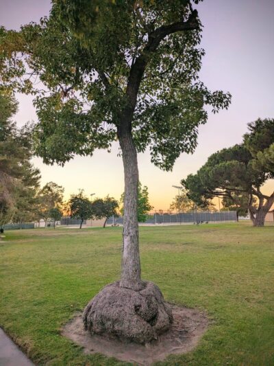 Picnic area in bolsa chica park - Westminster, CA