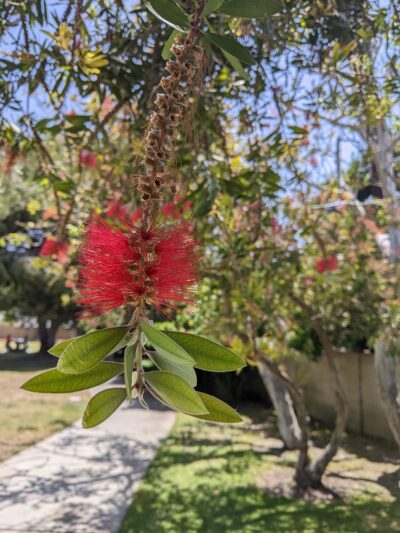 Picnic area in bolsa chica park - Westminster, CA