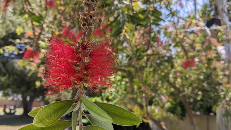 Picnic area in bolsa chica park - Westminster, CA