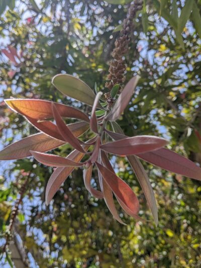 Picnic area in bolsa chica park - Westminster, CA