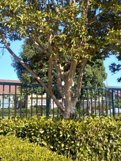 Virgina K.Boos Park - Westminster, CA