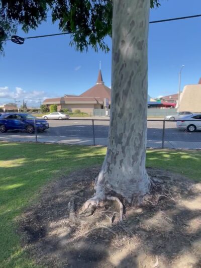 Westminster Park - Westminster, CA