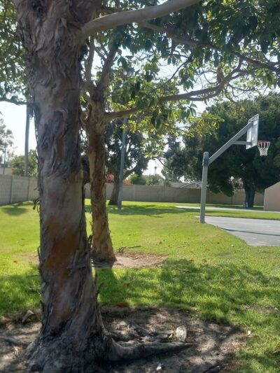 Westminster Village Park - Westminster, CA