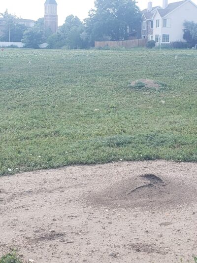 Prairie Dog Field Westminster - Westminster, CO