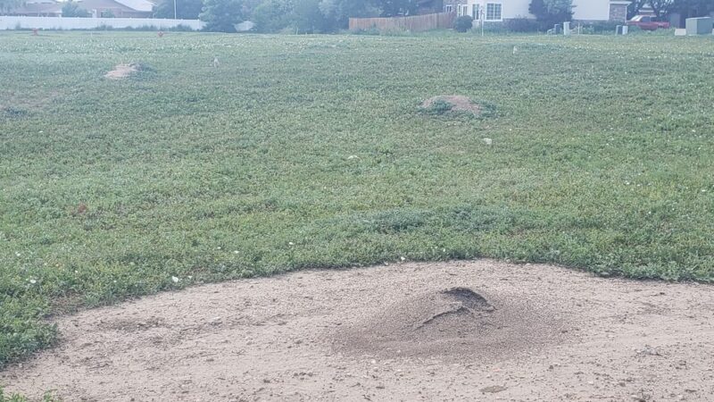 Prairie Dog Field Westminster - Westminster, CO