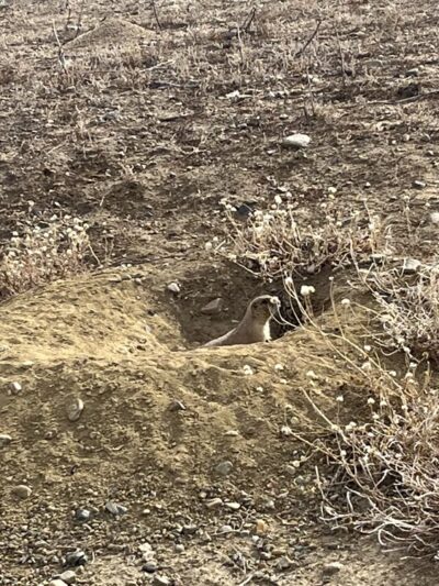 Prairie Dog Field Westminster - Westminster, CO