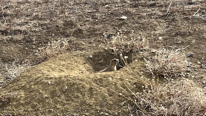Prairie Dog Field Westminster - Westminster, CO