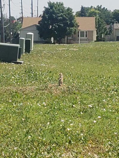 Prairie Dog Field Westminster - Westminster, CO
