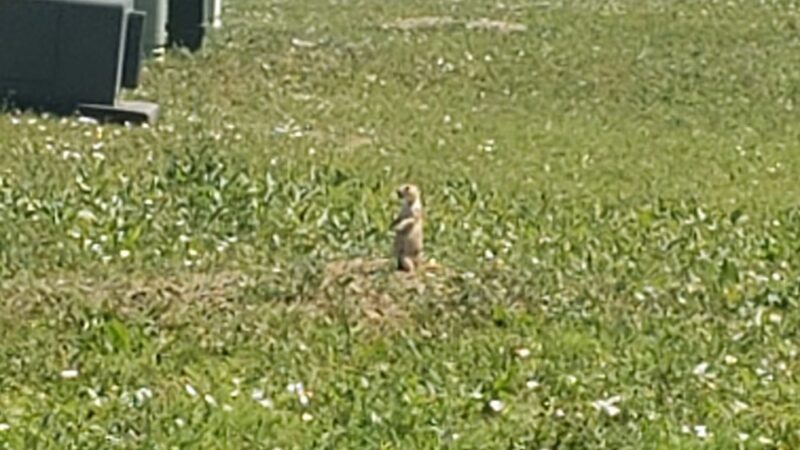 Prairie Dog Field Westminster - Westminster, CO