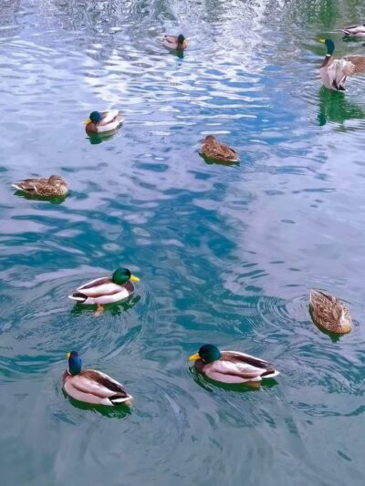 Cobblestone Park - Westminster, CO