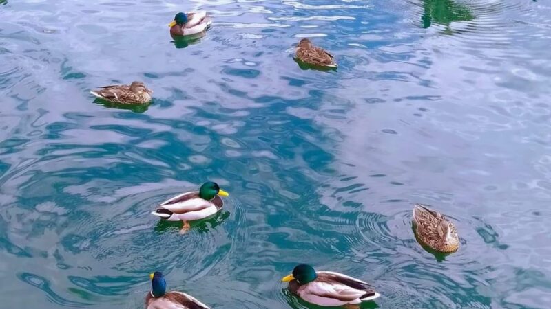 Cobblestone Park - Westminster, CO