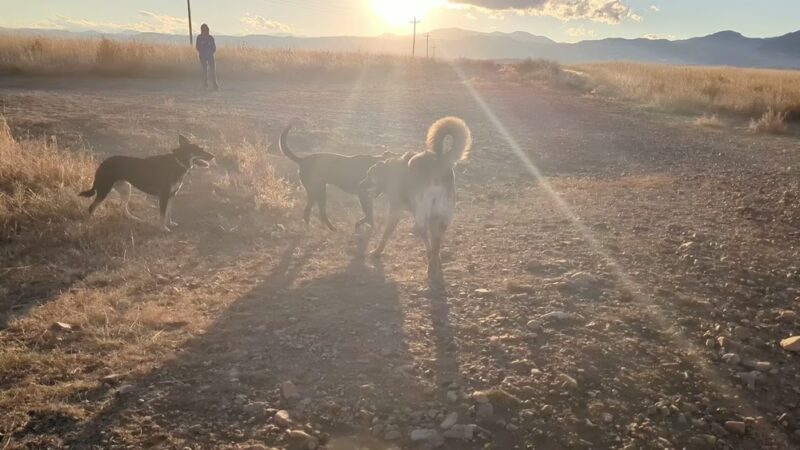 Dog Park Parking - Westminster, CO