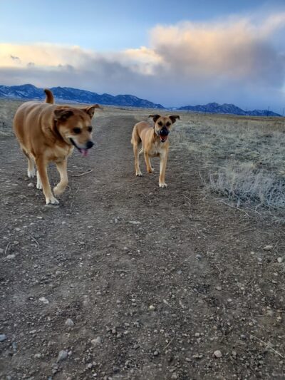 Dog Park Parking - Westminster, CO