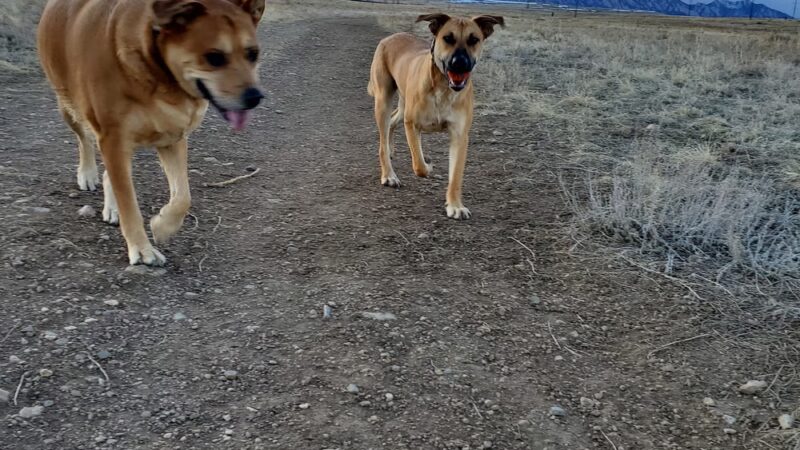 Dog Park Parking - Westminster, CO