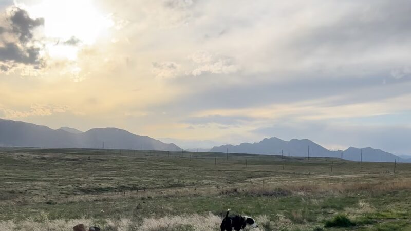 Dog Park Parking - Westminster, CO