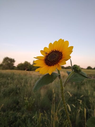 Foxshire Park - Westminster, CO