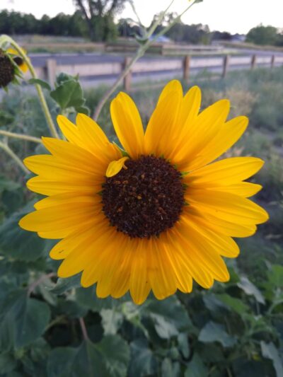 Foxshire Park - Westminster, CO