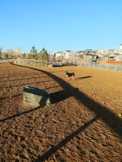 Midtown Dog Park (private) - Westminster, CO